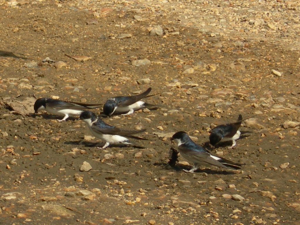 house martins collecting mud
